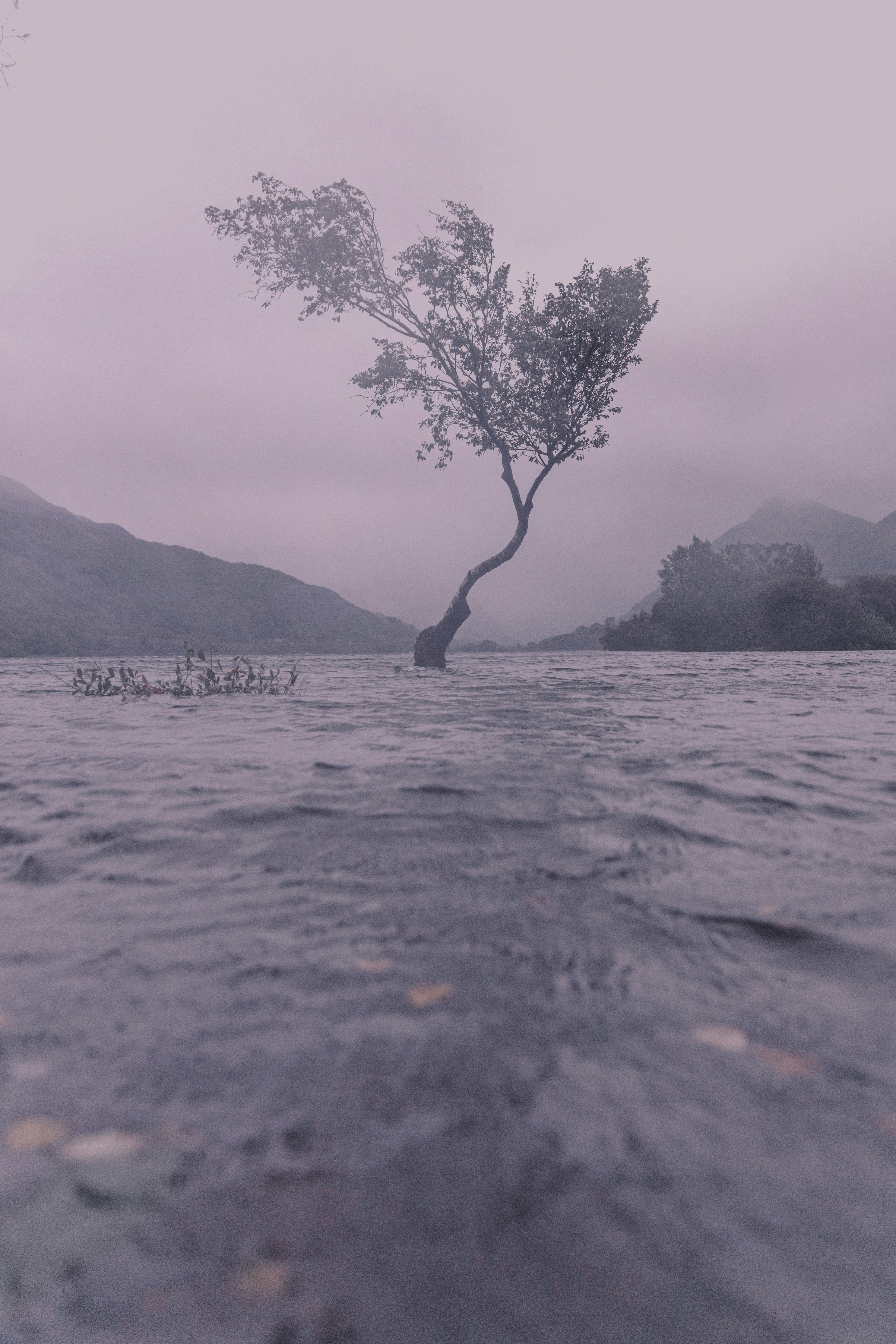 leafless tree on body of water during daytime